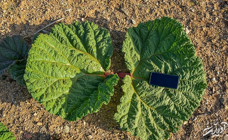 (تصاویر) دشت ریواس